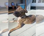 Small #6 Chinese Shar-Pei Mix