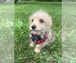 Small #2 Morkie