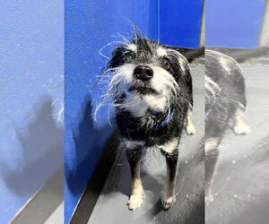 Mutt Dogs for adoption in Diamondville, WY, USA