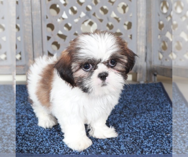 Medium Photo #4 Shih Tzu Puppy For Sale in MOUNT VERNON, OH, USA