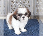 Small #3 Shih Tzu