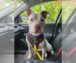 Small #52 American Staffordshire Terrier-Labrador Retriever Mix
