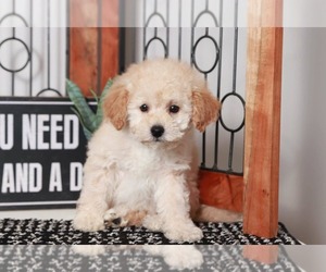 Poodle (Miniature) Puppy for sale in NAPLES, FL, USA