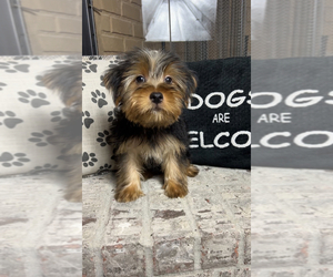 Yorkshire Terrier Puppy for sale in PARAGON, IN, USA