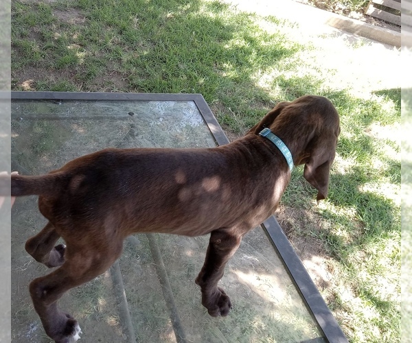 Medium Photo #2 German Shorthaired Pointer Puppy For Sale in STRATHMORE, CA, USA