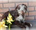 Small #1 Labradoodle