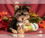 Small Photo #6 Morkie Puppy For Sale in SAFFORD, AZ, USA