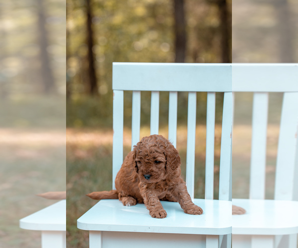 Medium Photo #1 Goldendoodle (Miniature) Puppy For Sale in ASH GROVE, MO, USA