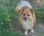 Small Photo #1 Maltipom Puppy For Sale in HUDSON, MA, USA
