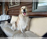 Small #1 Golden Retriever