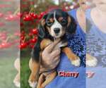Small Cavalier King Charles Spaniel Mix