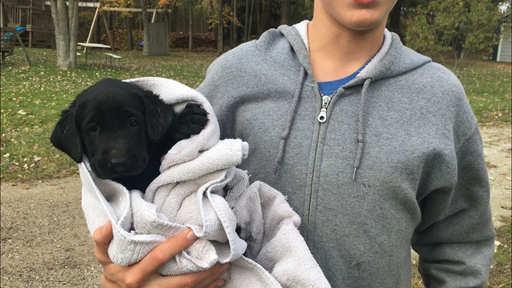 Medium Photo #4 Labrador Retriever Puppy For Sale in NORTON SHORES, MI, USA