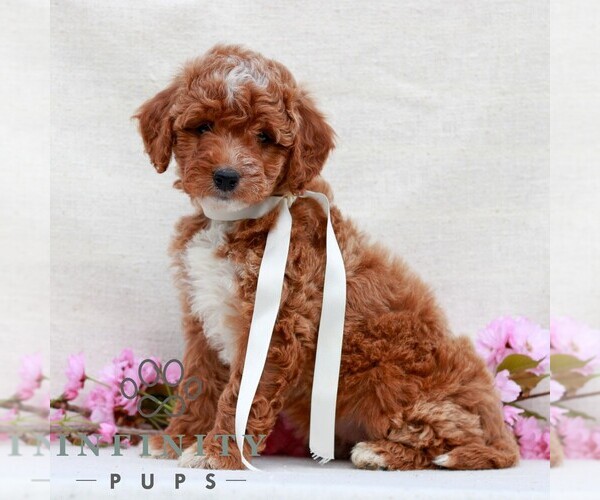 Medium Photo #4 Irish Doodle (Miniature) Puppy For Sale in NEWMANSTOWN, PA, USA