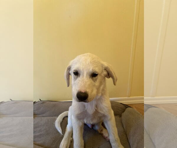 Medium Photo #2 Labrenees Puppy For Sale in Crossville, AL, USA