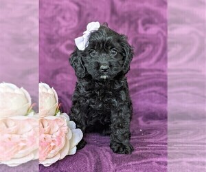 Cocker Spaniel-Poodle (Miniature) Mix Puppy for sale in PEACH BOTTOM, PA, USA