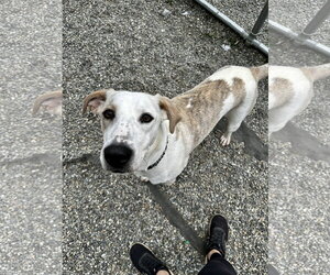 Mutt Dogs for adoption in Rockaway, NJ, USA