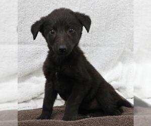 Mutt Dogs for adoption in Thief River Falls, MN, USA