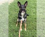Small #5 German Shepherd Dog