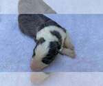 Puppy SlatePuppy1 Border Collie