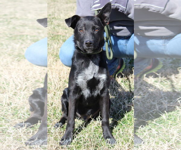 Medium Photo #24 Mutt Puppy For Sale in Oakhurst, NJ, USA