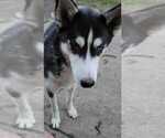 Small Photo #1 Siberian Husky Puppy For Sale in SPRINGFIELD, OH, USA