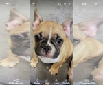 Puppy Puppy 3 French Bulldog