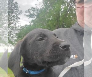 Great Dane-Labrador Retriever Mix Puppy for sale in WESTGATE, IA, USA