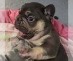 Small #6 French Bulldog