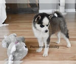 Small #5 Pomsky
