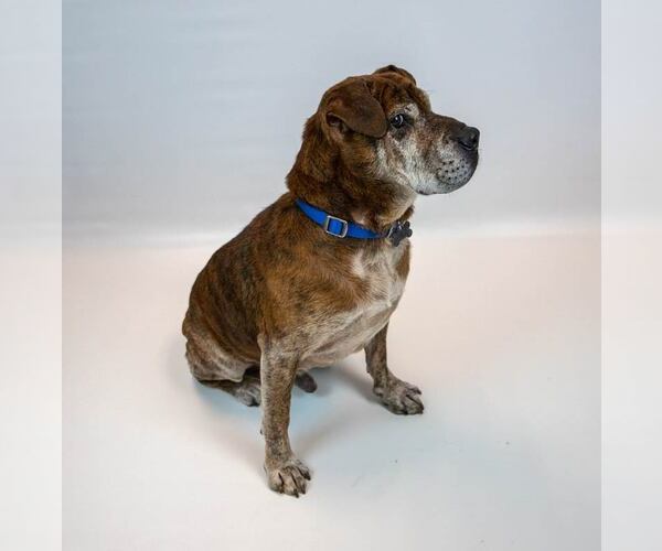 Medium Photo #13 Bulldog-Unknown Mix Puppy For Sale in Kennesaw, GA, USA
