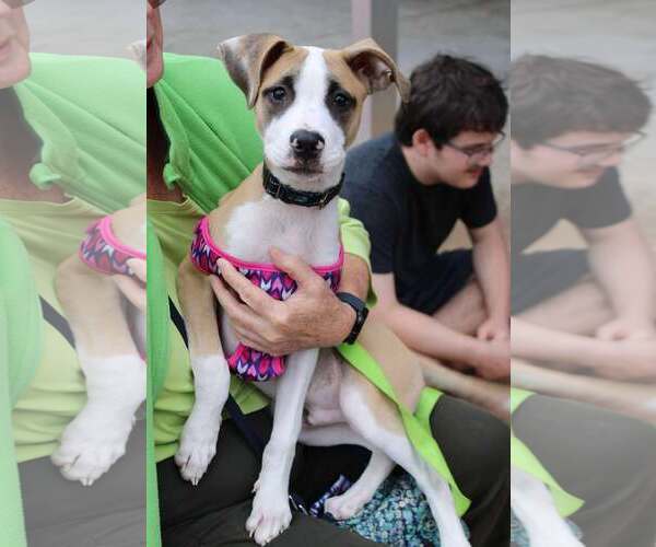 Medium Photo #1 Mutt Puppy For Sale in Holly Springs, NC, USA