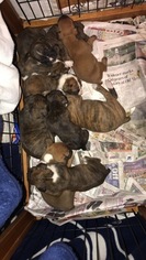Boxer Puppy for sale in GARNET VALLEY, PA, USA