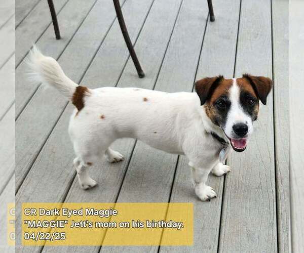 Medium Photo #1 Russell Terrier Puppy For Sale in MARSHVILLE, NC, USA