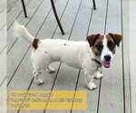 Small Photo #1 Russell Terrier Puppy For Sale in MARSHVILLE, NC, USA