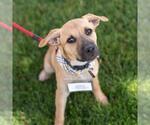 Small #7 Labrador Retriever Mix