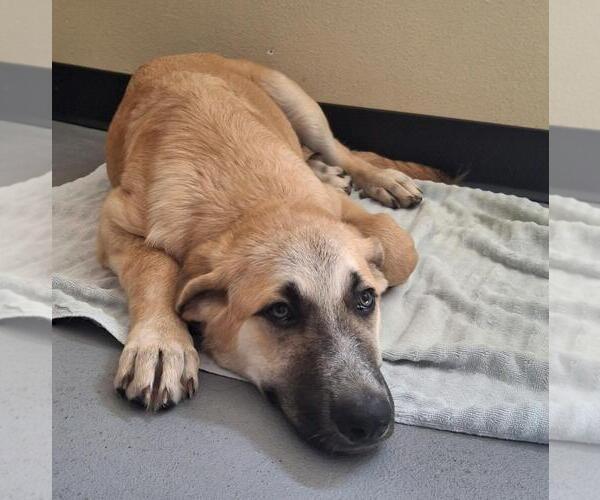 Medium Photo #3 Anatolian Shepherd-Unknown Mix Puppy For Sale in Rockwall, TX, USA