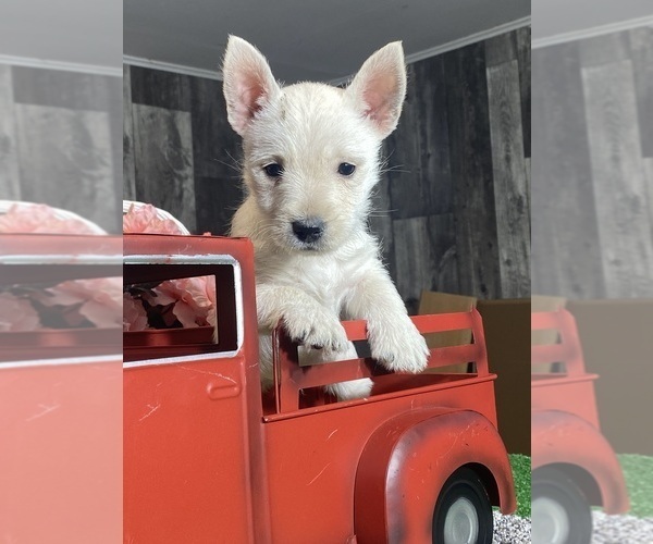 Medium Photo #4 West Highland White Terrier Puppy For Sale in CANOGA, NY, USA