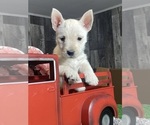 Small #3 West Highland White Terrier