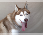 Small Siberian Husky