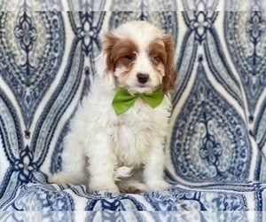 Cavapoo Puppy for sale in LAKELAND, FL, USA