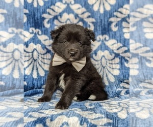 American Eskimo Dog-Border Collie Mix Puppy for sale in QUARRYVILLE, PA, USA