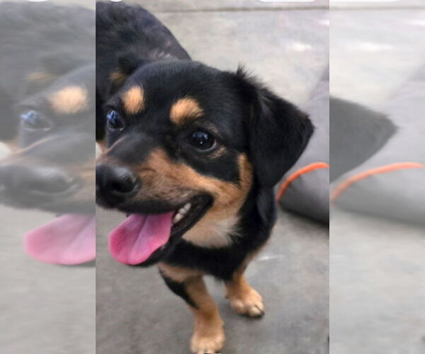 Medium Photo #2 Chihuahua-Unknown Mix Puppy For Sale in Dana Point, CA, USA