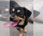 Small #1 Chihuahua Mix