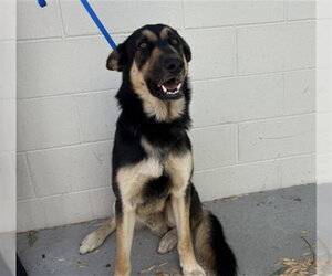 German Shepherd Dog Dogs for adoption in San Bernardino, CA, USA