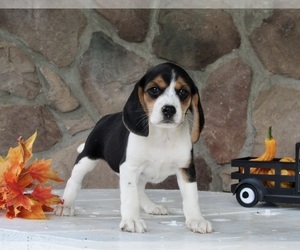 Beagle-Mutt Mix Puppy for sale in FREDERICKSBURG, OH, USA