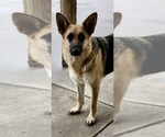 Small Photo #1 German Shepherd Dog Puppy For Sale in BRIGHTON, CO, USA