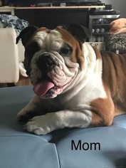 Mother of the Bulldog puppies born on 07/20/2018