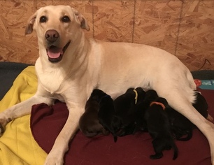 Mother of the Labrador Retriever puppies born on 12/05/2018