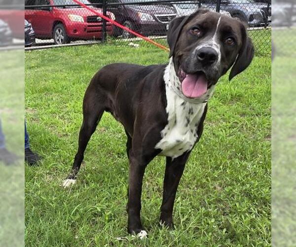 Medium Photo #2 Pointer Puppy For Sale in Houston, TX, USA