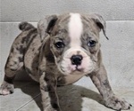 Small #9 Olde English Bulldogge